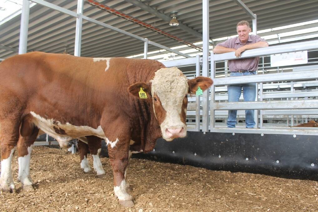 Simmentals sold well at the 37th annual Wodonga Beef Breeds Bull Sale.