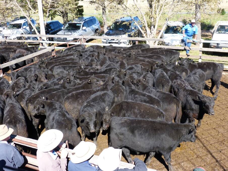 MLP’s Will Dixon looks over this pen of 60 Angus steers offered by Merrigang Past Co, Ando, at Cooma, Wednesday, April 29. These steers sold for $955 (271c/kg lwt), and their next pen of 38 steers, $870 (280c/kg).