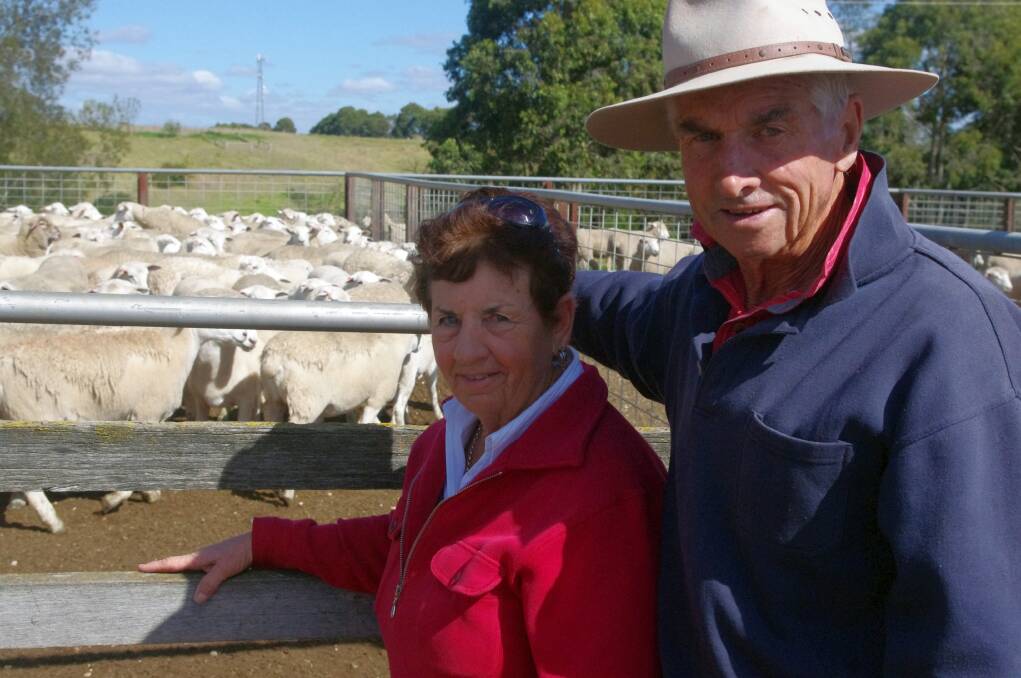 Phyl and Peter Sutton, Buchan South, recently sold their Witipoll-Aussie White store wether weaners for average $120 each at Bairnsdale. Their lamb survival rate last year was 40 per cent after wild dog attacks. They are members of a community group of farmers who actively bait and hunt wild dogs on private land.