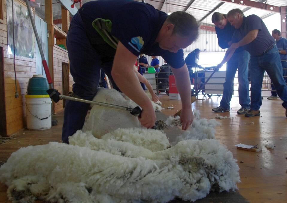 Stuart Neal shearing at the Gippsland Sheep Breeders Association's wether trial, held next Friday at the East Gippsland Field Days near Bairnsdale.