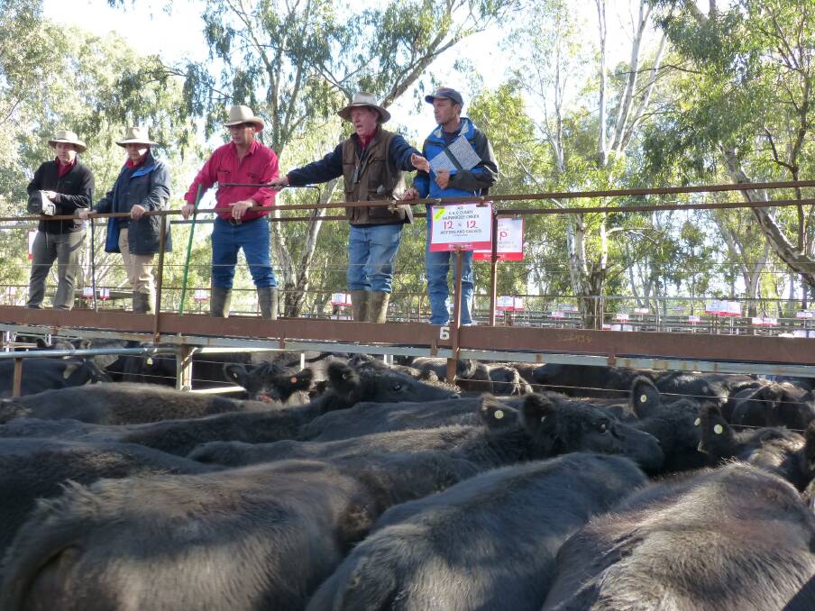 The Paull & Scollard selling team, led by auctioneer Mike Scollard, calling for bids for this pen of 13 Angus cows and calves near the start of their annual autumn sale at Myrtleford. This iconic saleyard, sheltered by many gum trees, held a quality offering of some 1600 local district cattle. These cows and calves, offered by G&C Cundy, Barwidgee Creek, sold for $1580.