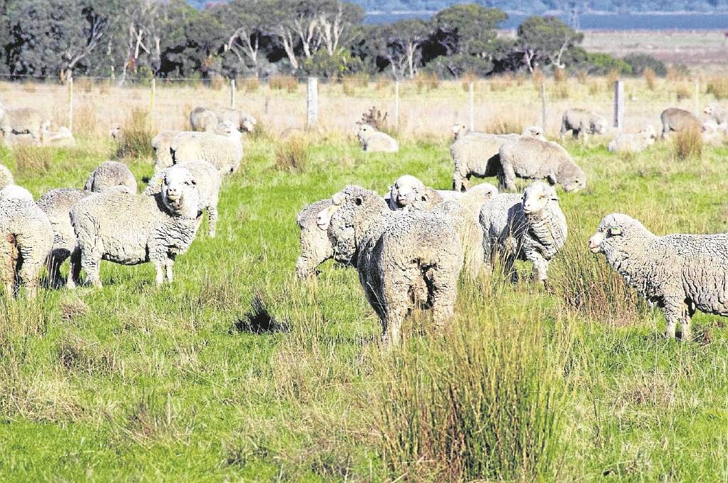 Bill and Paul Reid run their flock on very poor country outside Bairnsdale, overlooking the Gippsland Lakes. It has helped produce very fine micron wool that are returning premium prices.