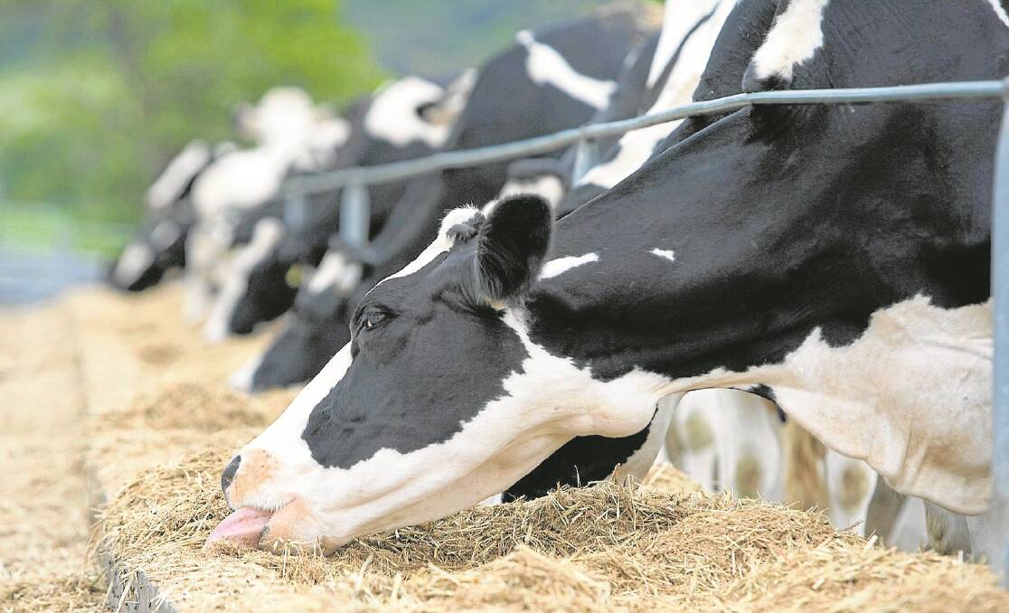 Camperdown Dairy International says it has bought the first of six farms on which it plans to run 3500 cows.