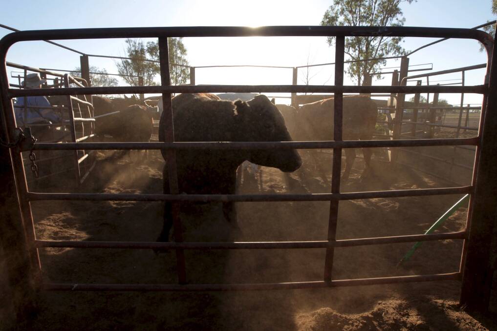 The receiver for Carpenter International, Grant Thornton Australia has returned to the Supreme Court of Victoria to declare who owns more than 4000 head of cattle that remain in ownership limbo. File photo.