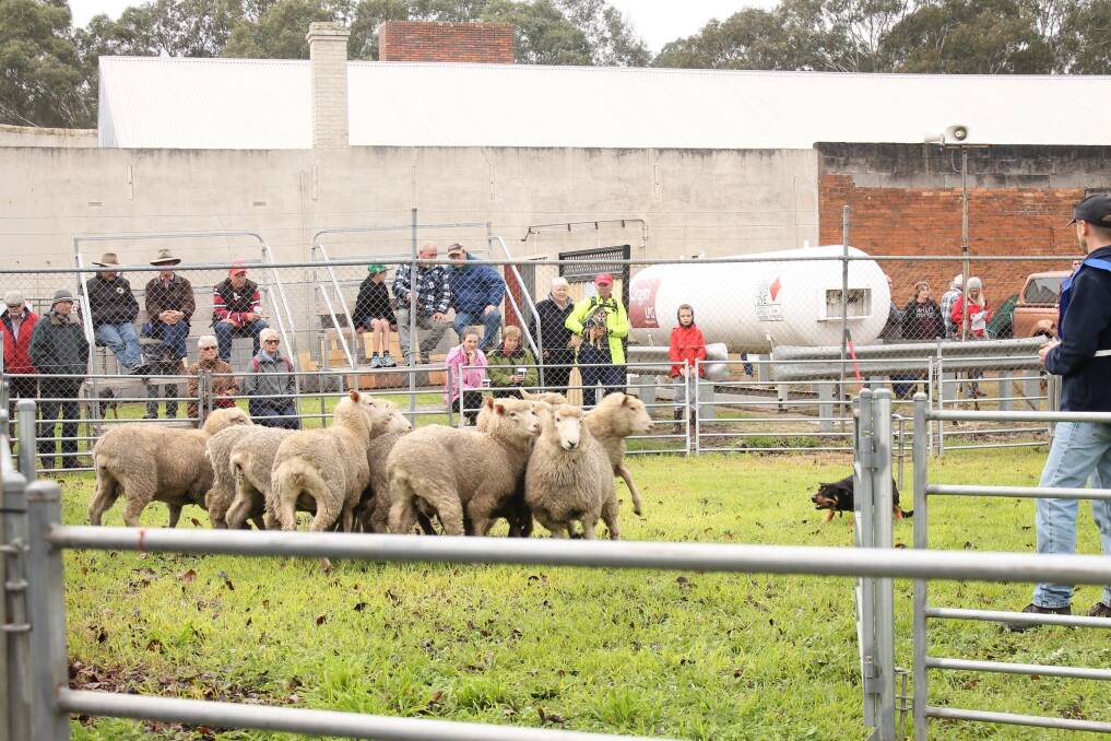 There were record crowds and entries at the 19th Casterton Kelpie Muster.