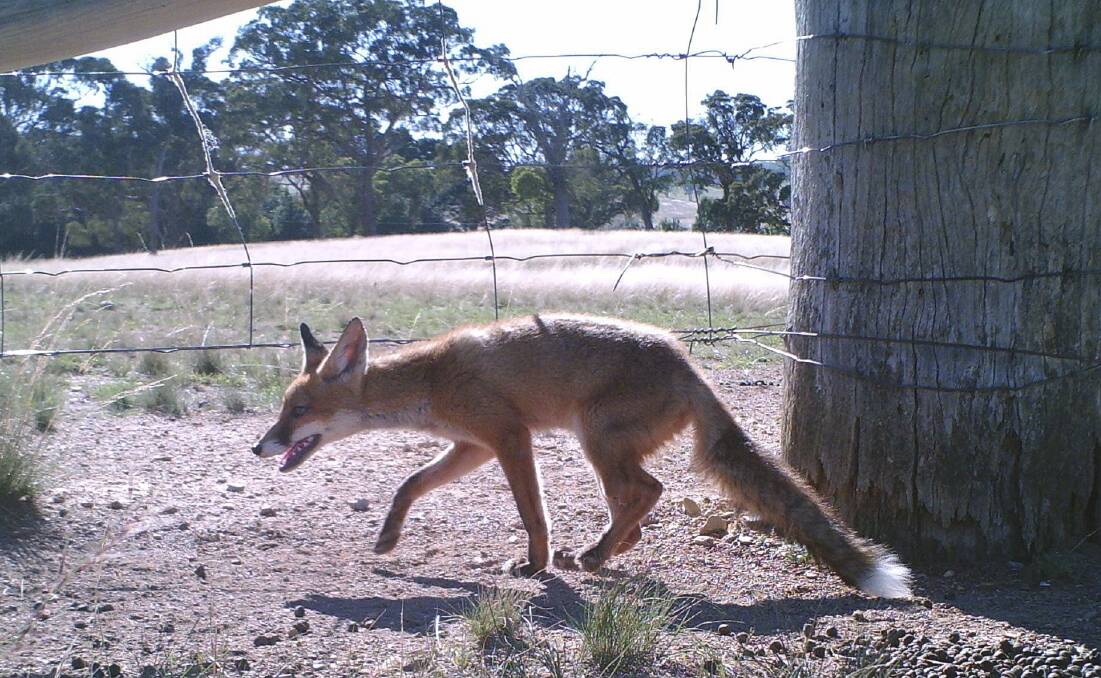 The Tasmanian government continues to look for evidence of foxes,  as it believes they remain a potential threat.  