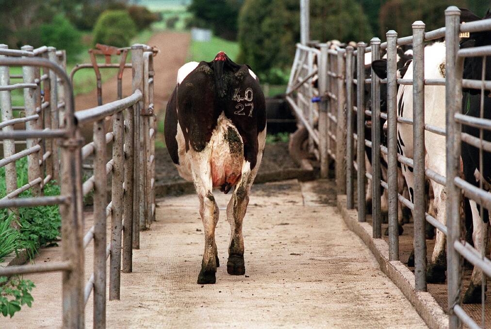 The issue of animal welfare has been put in the spotlight this week, after dairy giant Saputo enforced regulations on milk suppliers.