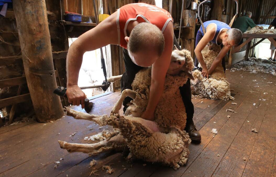 Shearing Contractors Association of Australia is calling on the industry to ramp up efforts to phase out mulesing. PHOTO: Peter Stoop