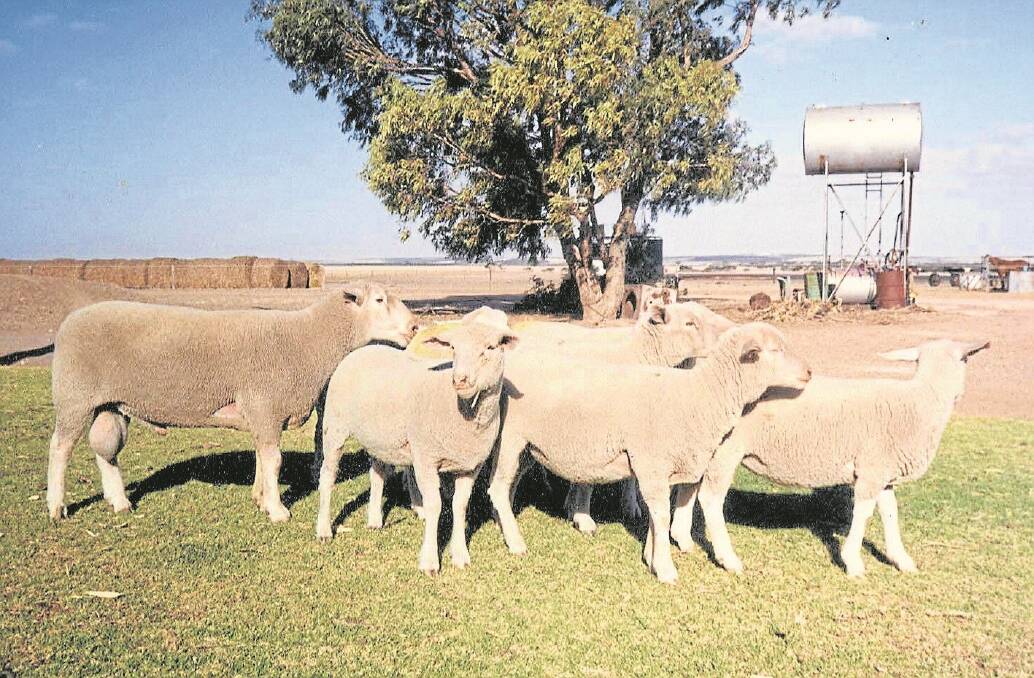 Some of the early development White Suffolks.