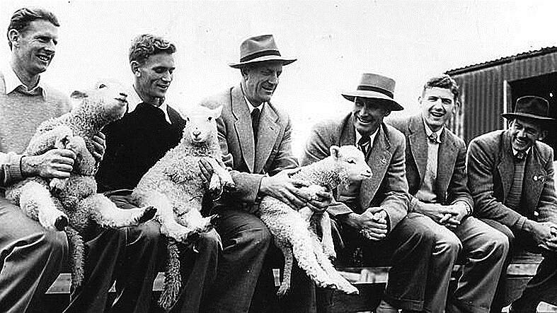 Former Geelong players Bill McMaster, Russell Middlemiss, Reg Hickey, Fred Flanagan, John Hyde and Russell Renfry, pose with sheep in the 1950s.