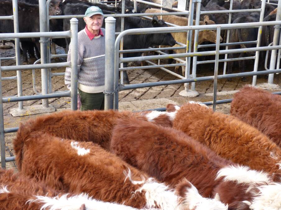 Leo Dignan is a big supporter of the FOB Livestock store cattle market. He sent in 80 Hereford steers and 64 heifers from his Wulgulmerang property in the high country to last Friday’s sale. Mr Dignan said it was snowing when he mustered and trucked his cattle the previous day, and the cattle reflected the cold temperatures in their long coats. These spring-drop calves sold to $775.