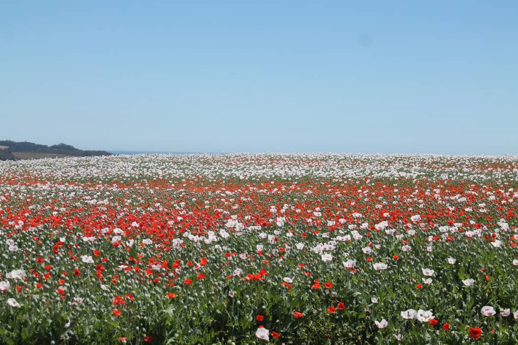 Poppy crops growing near Forth, Tasmania.