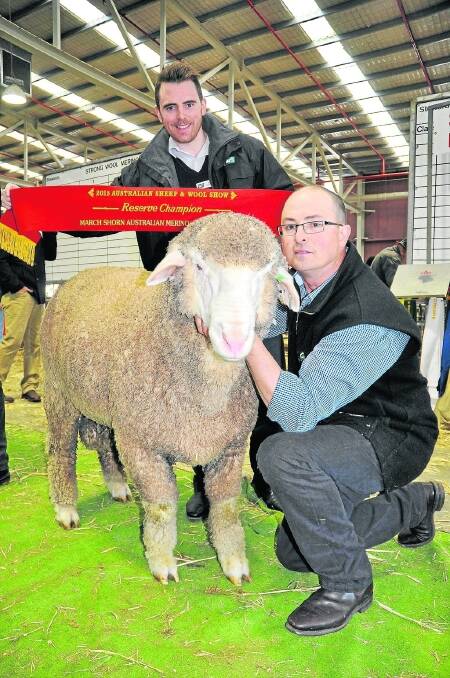 Wesfarmers Insurance area manager Brent Hargreaves sashes the reserve champion ram in the all-purpose Merino class, held by James Sullivan, Greenfields stud, Hallett.