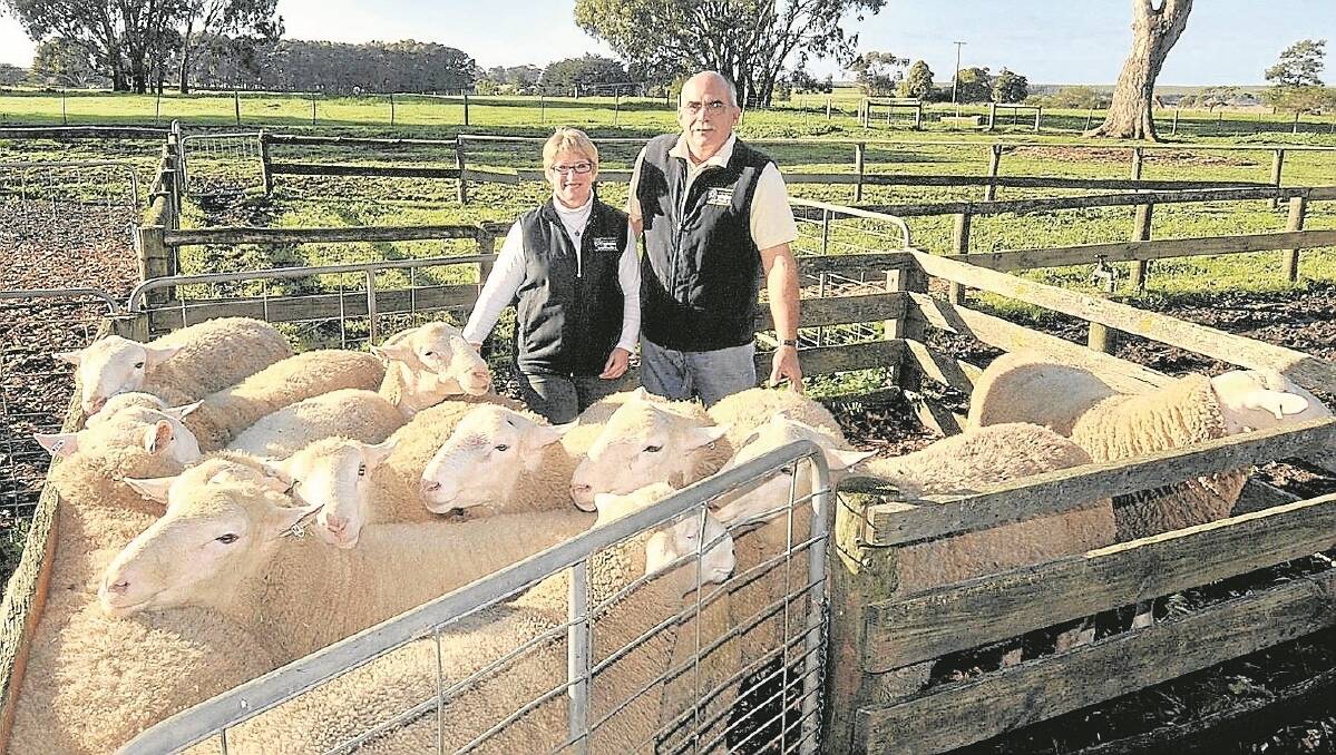 Steve and Debbie Milne, Waratah White Suffolk Stud, Branxholme, are eager to see how the new eating quality traits will revolutionise the sheep industry. They are also taking a team of sheep to show at Hamilton Sheepvention, where White Suffolks are the feature breed.
