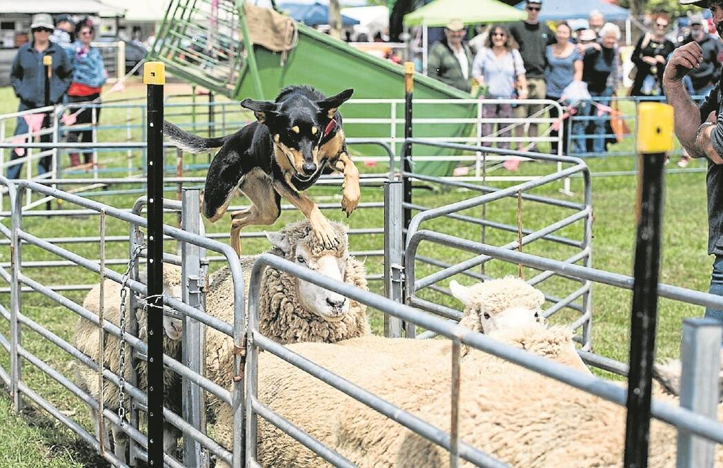 Philip James, Jindivick, is running two dogs for the first time at Sheepvention’s farm dog trials, including three-year-old Kelpie Jacan Jenny, who was pictured at Neerim South in February.