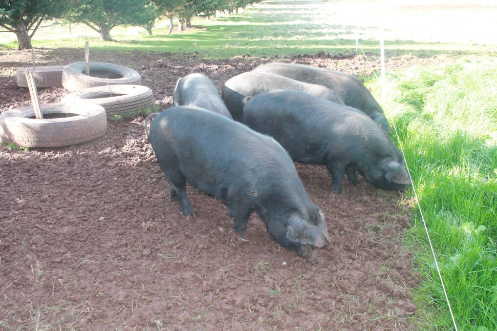 Jonai Farms grow, and sell the meat, from Large Black pigs.
