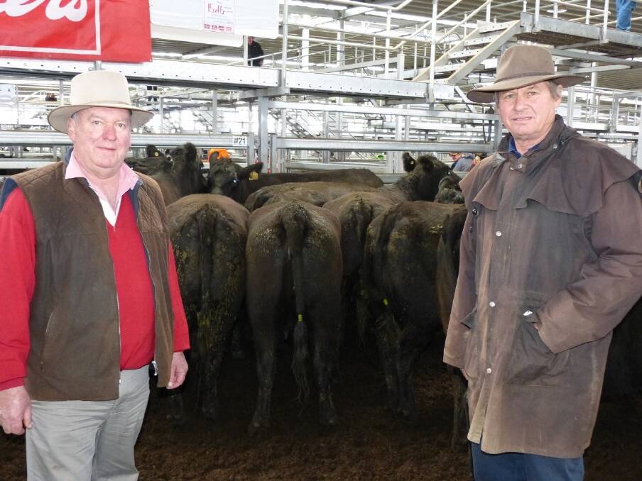 Victorian spring feature cattle sales begin and draw big crowds and fierce competition,