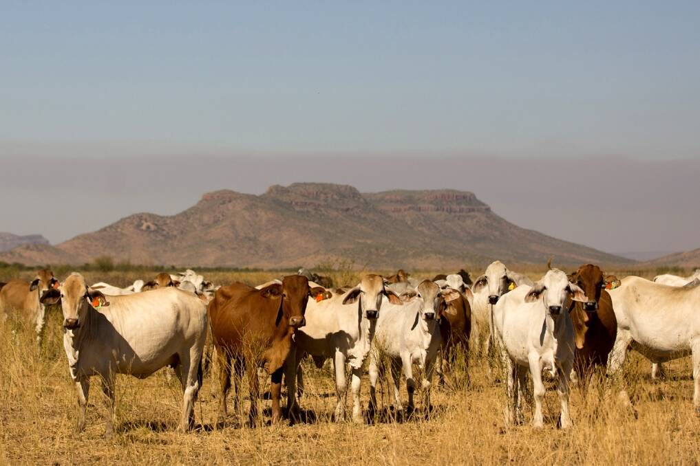 'Big names' buy up cattle stations