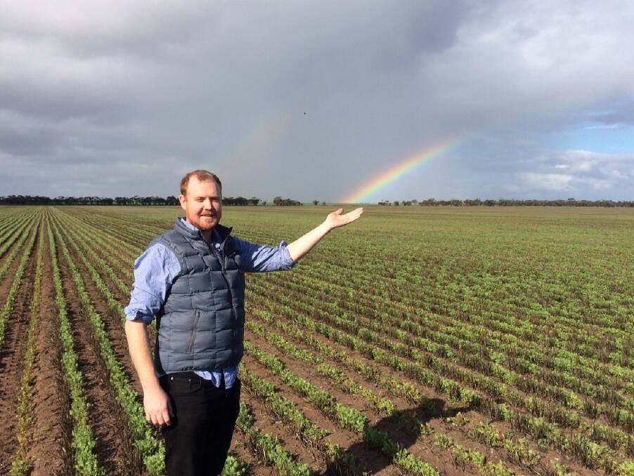 Dodgshun Medlin consultant Nick McNamara in a Wimmera flash lentil crop
