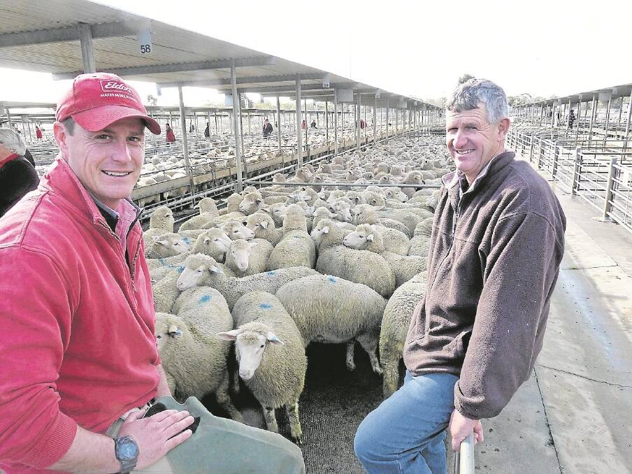 Serpentine mixed farmer, John Adleem says season conditions are starting to move in his district, 30km northwest of Bendigo. While further rain across the region is important for most prime lamb breeders, he says with his main focus on cropping and hay there is still time enough before his need for more rain becomes urgent. Pictured with Nigel Starrick, Elders, he sold his new season young lambs (