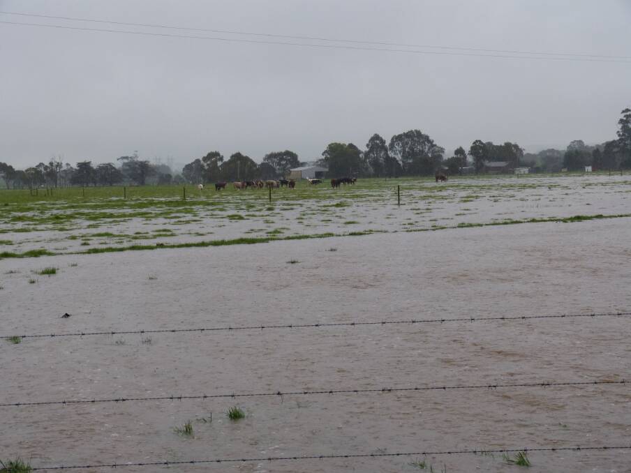 Stock & Land market analyst Peter Kostos said it rained all Wednesday night and Thursday in Gippsland, and many roads, creeks, rivers and paddocks were flooded.  West Gippsland's low lying country is covered in many places.