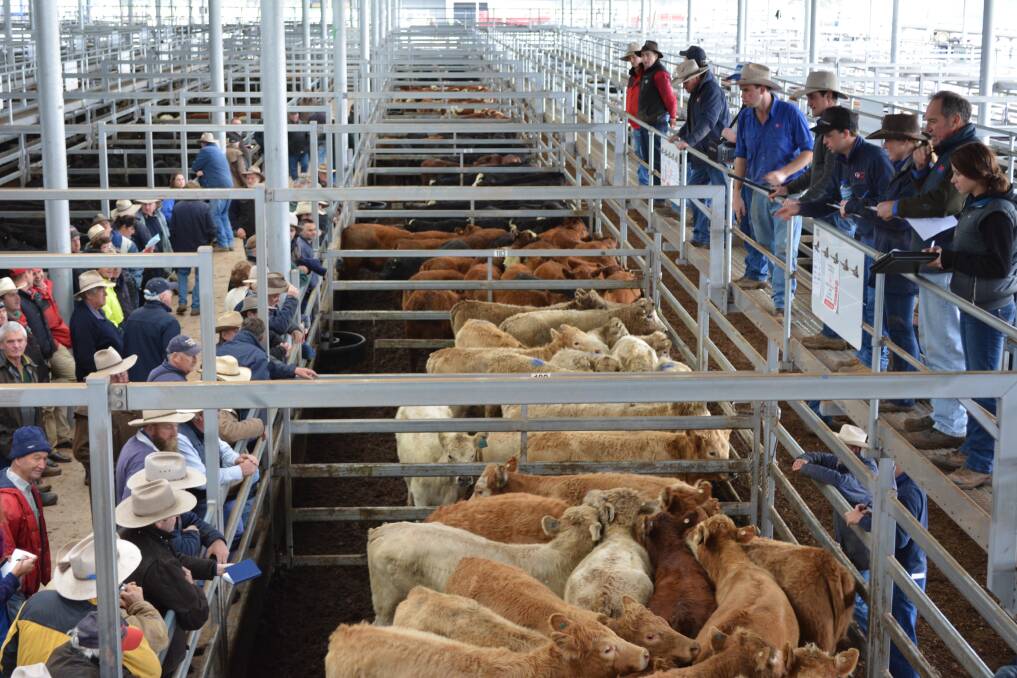 Prices remain sky high and still climbing with the Eastern Young Cattle Indicator on 591.25 cents a kilogram on Monday night. 