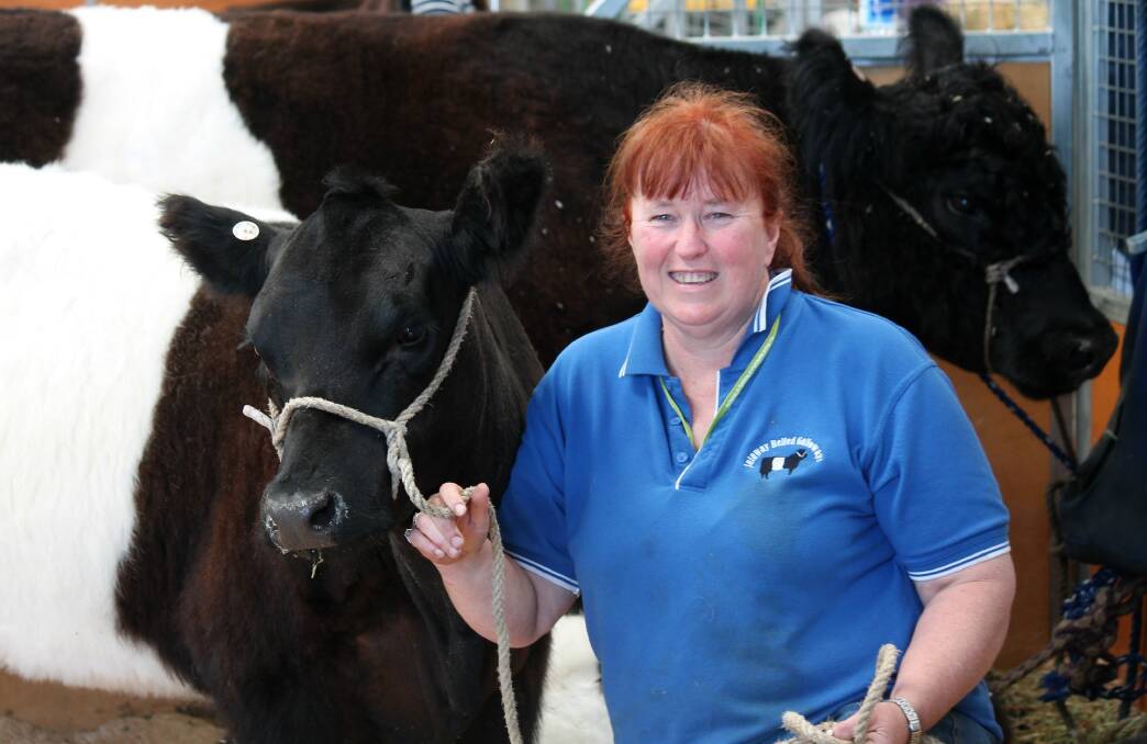 Jalaway Belted Galloway principal Ali Hilli will compete at the Geelong Royal Show where Belted Galloways are the feature breed. She will exhibit 10 month-old heifer calf, Jalaway Bonnie Khamelion (pictured).