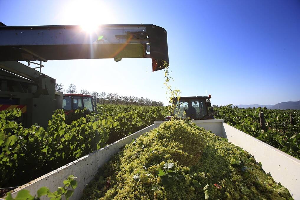 Vineyard sector shrinks