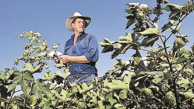 Former Wallaby Tim Gavin among the cotton in 2011. Photo: Paul Mathews