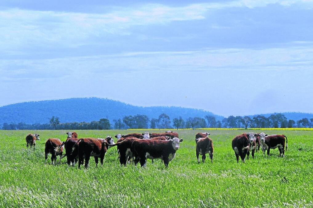 Hereford steers graze Moby barley on “Fairholme”. Weaners are grown out and finished on crops grown under pivot irrigation.