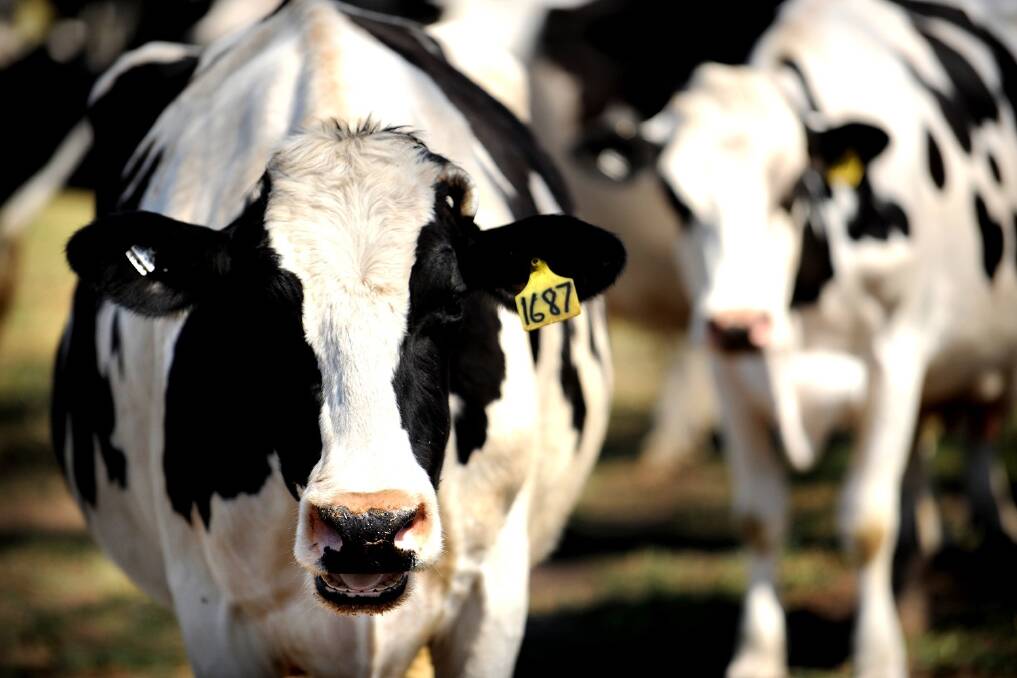 Fonterra bullish on dairy prices