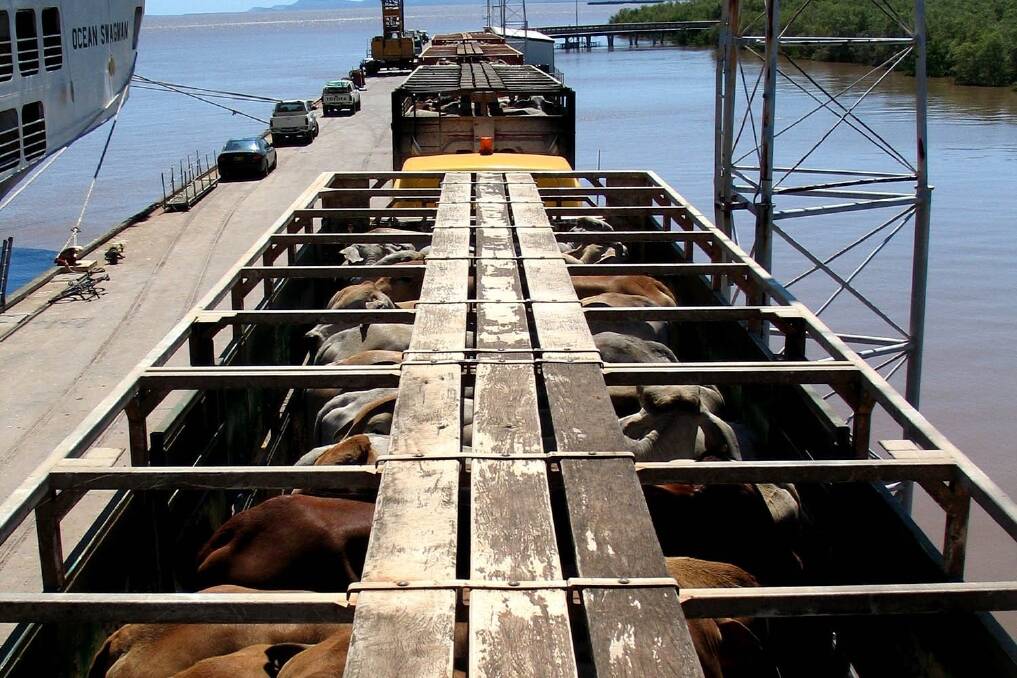 Stranded livestock bound for south-east Asia