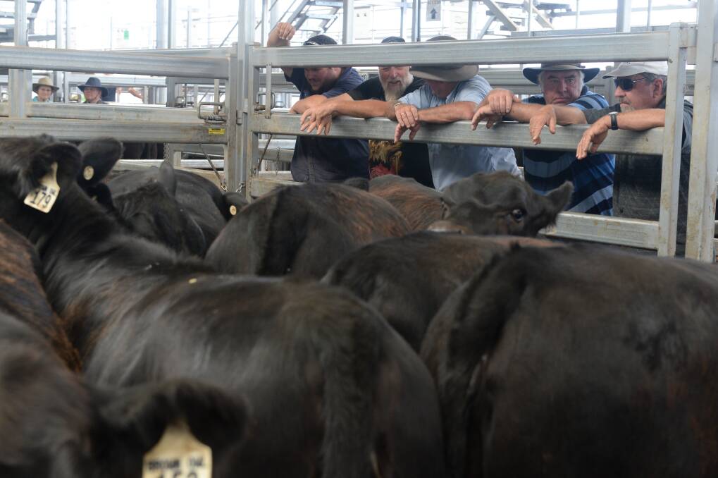 Producers line the rails at Wodonga this week, keen to see just how high cattle prices will go.