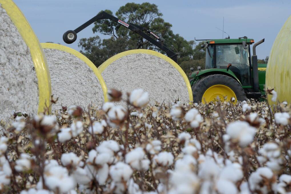 Aussie cotton prices defy oily competition from synthetics