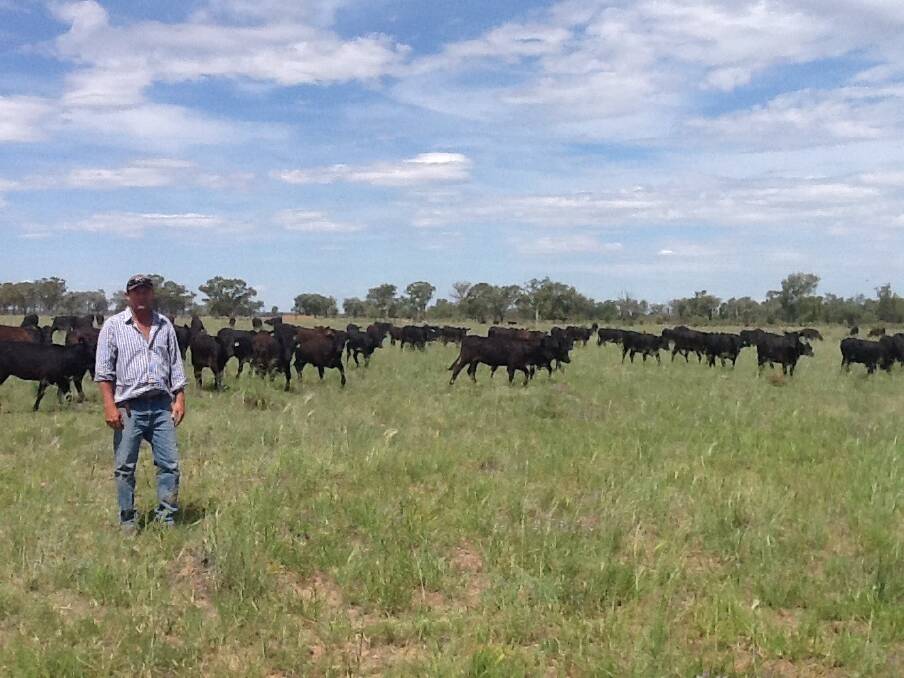 Manager of Fucheng Group’s Southern Queensland beef properties Murray Sweedman with cattle on “Woodlands”.