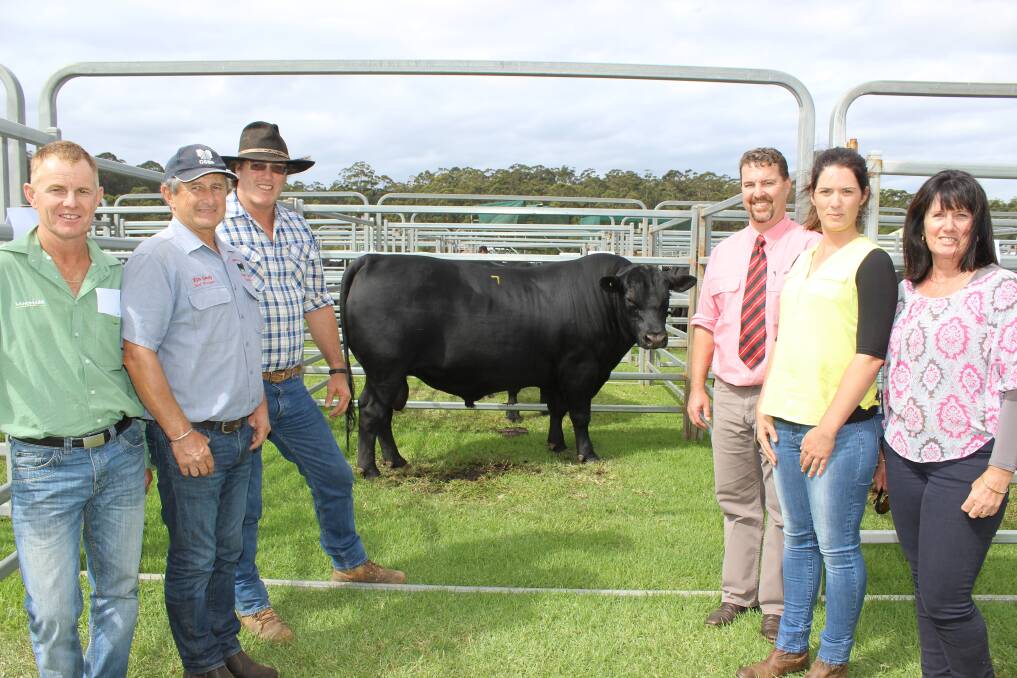 The $19,000 top-priced bull at last week's Diamond Tree on-property Angus bull sale.