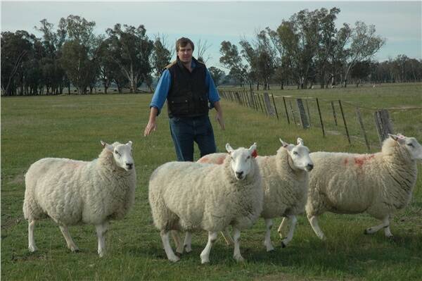 LambPro principal Tom Bull, on property at Sonny, Holbrook, NSW, questions the relevance of large, slow maturing first cross ewes as a prime lamb producer. Instead he has developed a line of maternal ewes, based on five breeds; Finn, East Fresian, Border Leicester and Texels with the aim of maximising lambing percentage, milk production and muscle. The geentic mix took five years to develop.