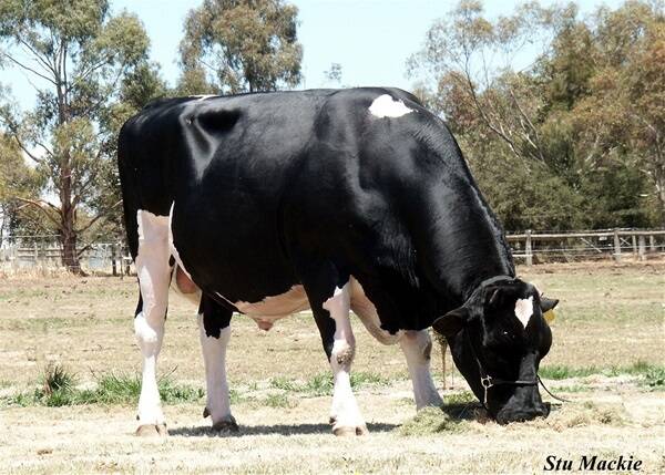 Ladino Park Talent, the first Australian bull to produce and sell one million doses of semen.