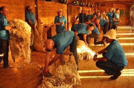 North Tuppal re-creates Tom Roberts' "Shearing the rams"