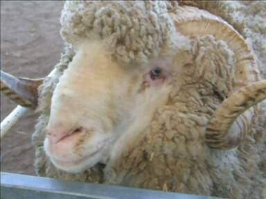Ovine brucellosis cutting Vic production