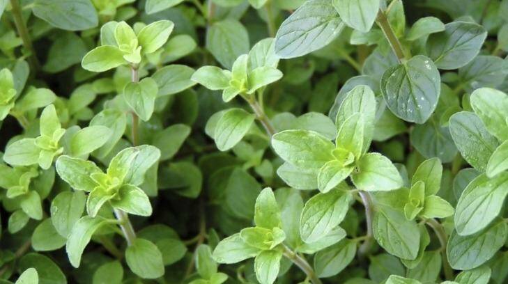 FRESH TASTE: Oregano has become a staple in kitchens with the growing popularity of Mediterranean cooking.