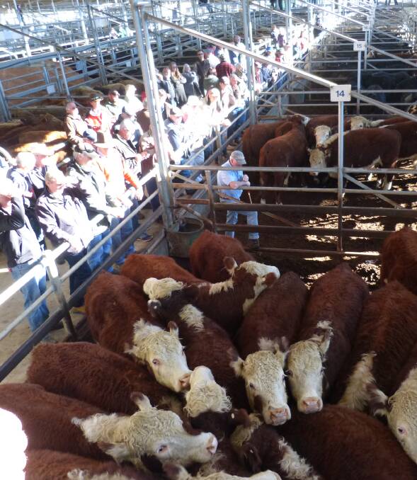 Hereford steers and heifers featured strongly in a reasonable size offering of 1613 head at Bairnsdale. Competition varied, creating mixed results, most vendors were happy.