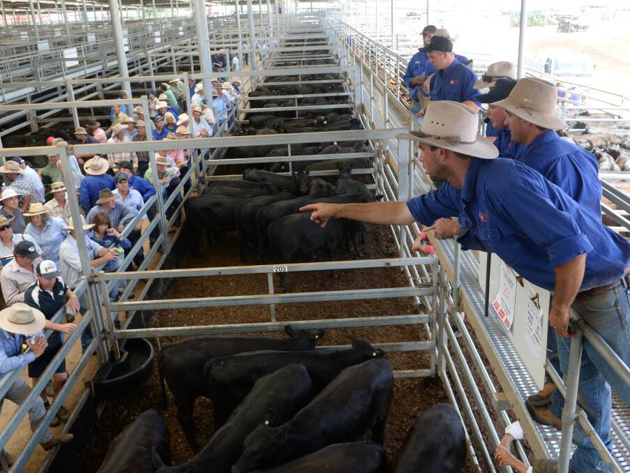 Jed Parker, Corcoran Parker, Wodonga, points to the current bidder during their sale at the 1st Wodonga Angus cattle calf sale, Thursday.