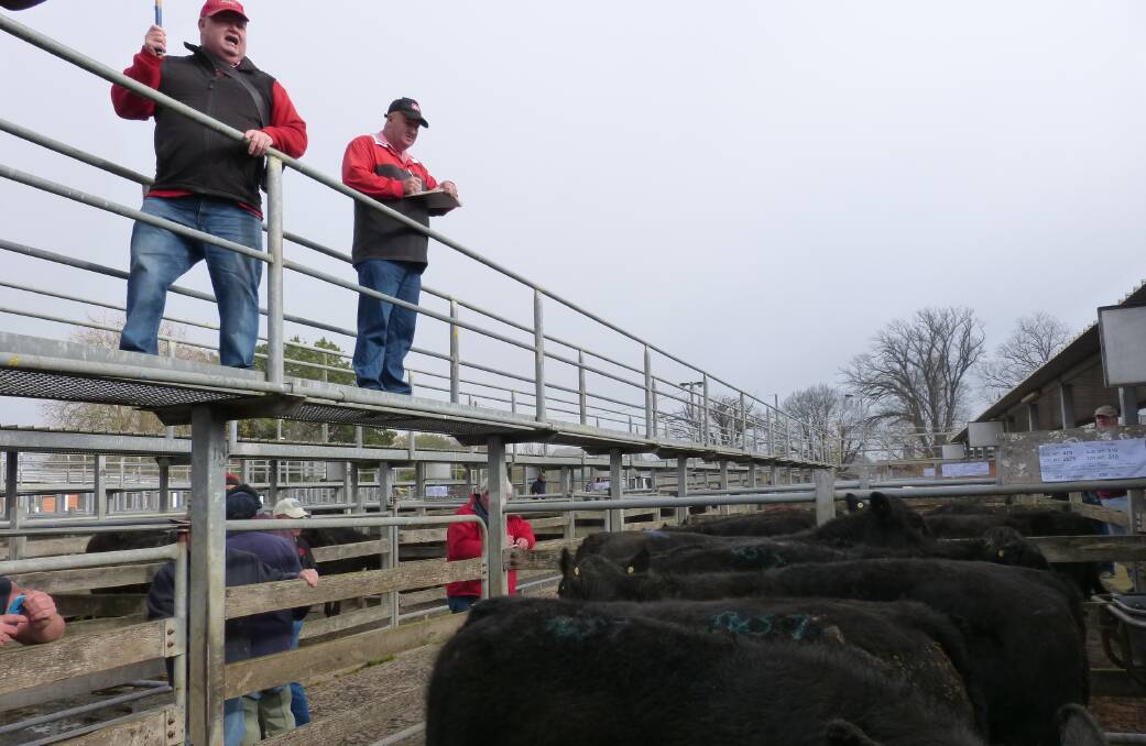 Elders Warragul auctioneer, Ken Connell, sells this pen of grain assisted Angus steers for 335 cents per kilogram, last Wednesday, in a generally dearer market.
