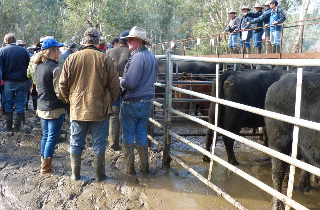 Mud is money: This iconic saleyard at Myrtleford will survive into the future. While it can be wet and muddy, patronage will continue.