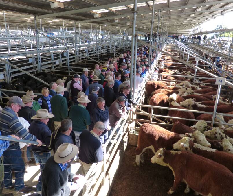 Driving physical cattle prices is being driven by restocker demand, and this very large crowd at Bairnsdale is why buyers are haunting fat cattle markets.