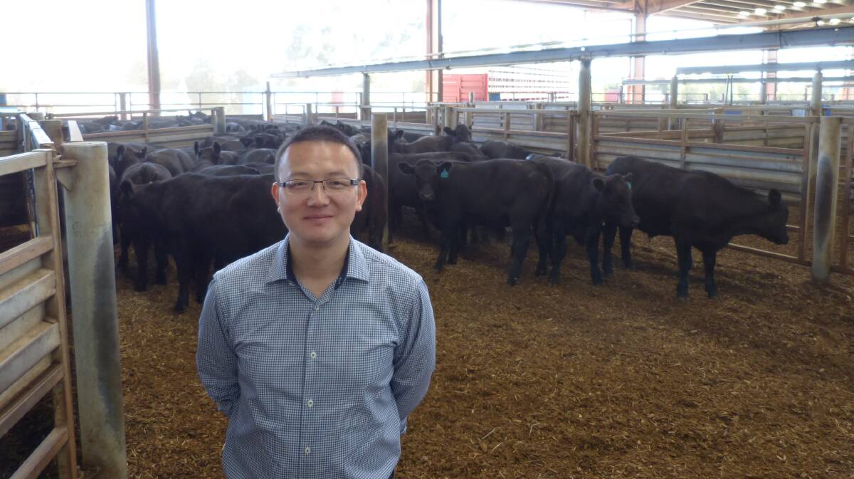 Yi Shen (Simon), KB Trading, purchased 98 Angus steers to feed on grain for 120 days. Mr Shen said these will then be slaughtered, and the meat exported to China. Mr Shen paid mostly from $1400-$1545 for his steers at Pakenham, Thursday.