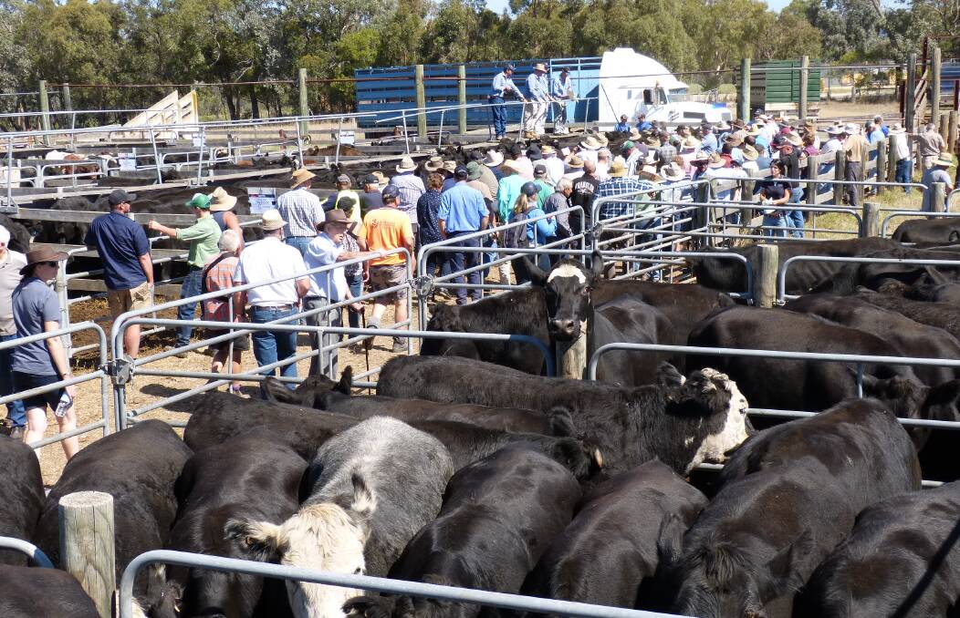 A large crowd followed on to the Rodwells Heyfield sale at their Seaton selling pens. In the foreground are bullocks offered for sale by S&L Bell.