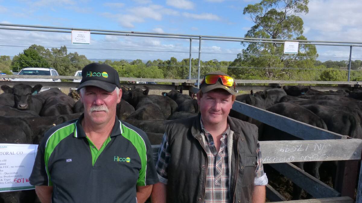 Hookey Pastoral Company manager, Ken Smith, and son Michael, with some of their 95 yearling Angus steers sold at Heyfield, which went from $1650-$1800.
