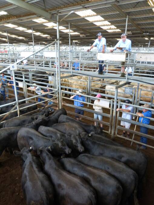 Colin Jones, Wyndham & Co, sells this pen of shiny Angus steers at Bairnsdale, Friday. J&M Dwyer sold 27 steers from $1030-$1130, in a firm to cheaper sale.